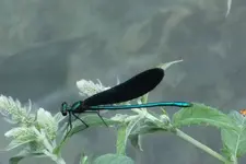 2012_0709Sommer0012 libelle.webp