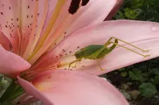 2012_0713Sommer0041.webp