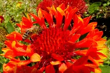 2012_0713Sommer0051 biene.webp