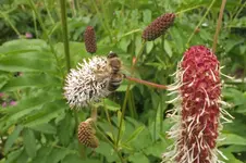 2012_0713Sommer0033.webp