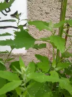 Foto0338.webp