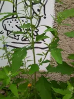 Foto0339.webp