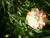 Foto0359.webp