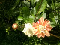 Foto0360.webp