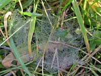 Copy of IMG_2050v.webp