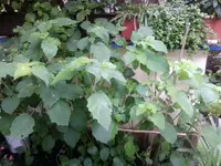Foto0341.webp