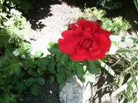 Floribunda Rot.webp
