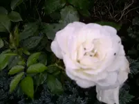 Foto0213.webp
