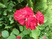 Foto0370.webp