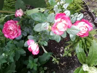 kleine rosa Rose.webp