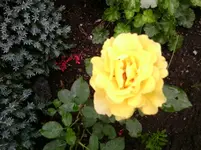 Rose Goldina.webp