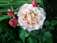 Rose Marie Curie.webp