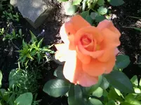 Rose Tea Time.webp