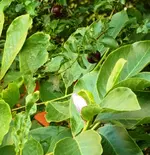 Magnolienknospe_Juli.webp