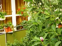 Magnolienknospe_Juli_Balkon.webp
