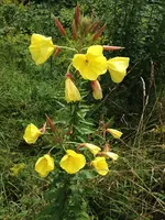 gelbeplfanze.webp