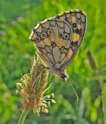 schachbrettfalter.webp