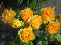 CIMG1069.webp