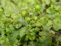 DSCN1822.webp
