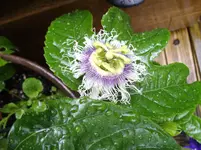 IMGP5408.webp