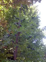Foto (3).webp