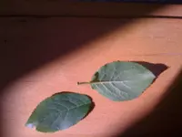 Foto (2).webp