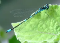 022 15.07.12 Libelle.webp