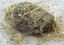 026 15.07.12 Igel.webp