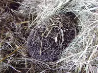 032 15.07.12 Igel.webp