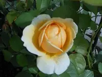 k-DSCN0433.webp