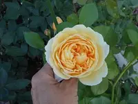 k-DSCN0434.webp