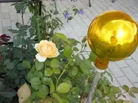 k-DSCN0435.webp
