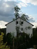 Eberesche.webp