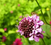 Schwebfliege.webp