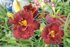 Mahagonie mit Gold.webp