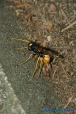 comp_DSC08262.webp