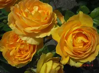 Bernsteinrose 12.webp