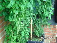 k-BILD1156.webp