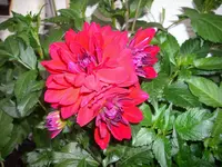DSCI1464.webp