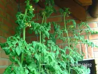 k-BILD1158.webp