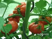 k-BILD1152.webp