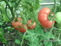 k-BILD1155.webp