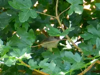 064.webp