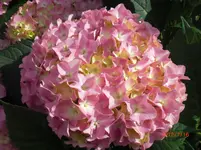 CIMG1140.webp