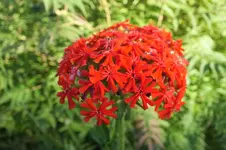 2012_0708Sommer0033.webp