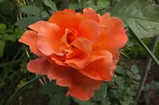 westerland  c.webp