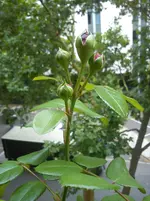 DSC00648.webp