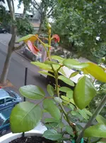 DSC00650.webp