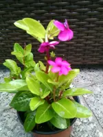 Foto0394.webp