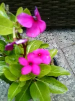 Foto0395.webp